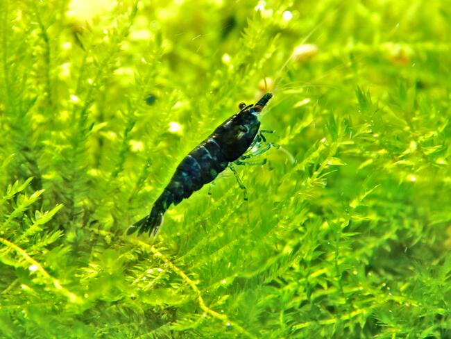 Krewetki Red Cherry, Blue Velvet, Yellow Neon