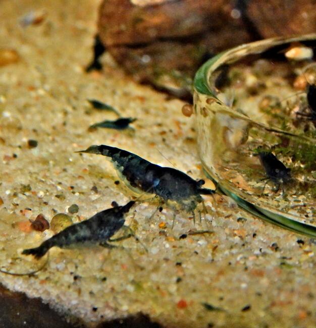 Krewetki Red Cherry, Blue Velvet, Yellow Neon