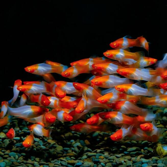 Sklep Akwarystyczny Warszawa Targówek