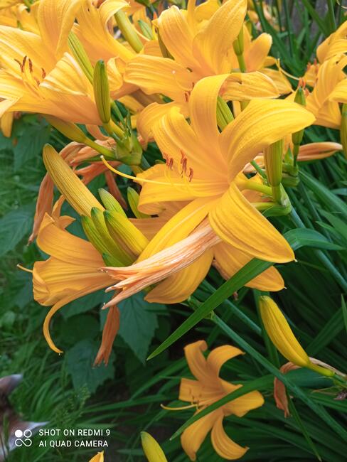 Liliowce żółte i pomarańczowe byliny do ogrodu