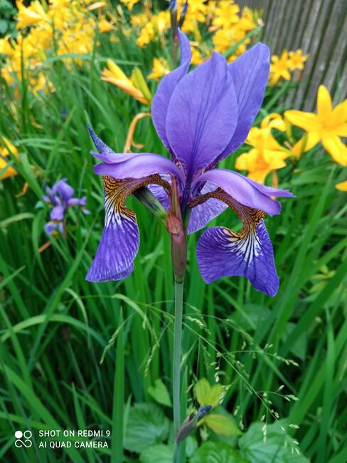 Irys syberyjski byliny do ogrodu