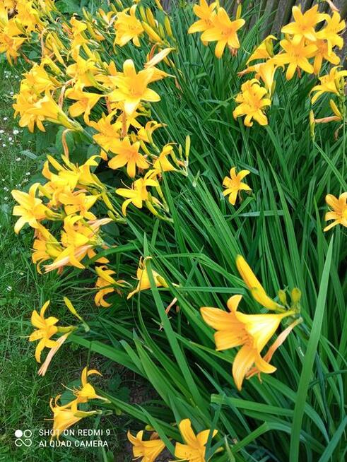 Liliowce żółte i pomarańczowe byliny do ogrodu