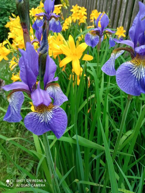Irys syberyjski byliny do ogrodu