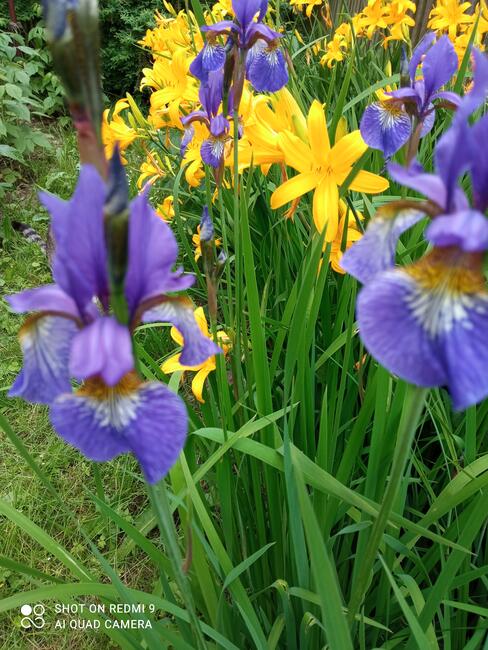 Irys syberyjski byliny do ogrodu