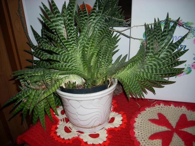 Do Kolekcjii Aloes Pstry Tygrysi Aloe Variagata Kaktus