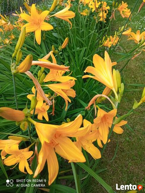 Liliowce żółte i pomarańczowe byliny do ogrodu
