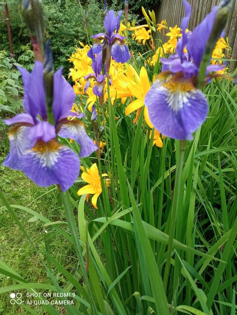 Irys syberyjski byliny do ogrodu