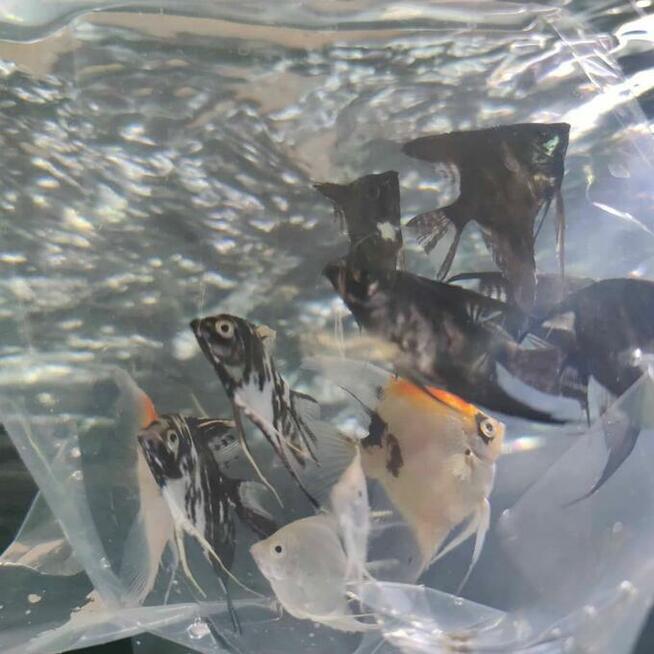 Sklep Akwarystyczny Warszawa Targówek