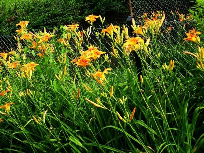 Liliowce żółte i pomarańczowe byliny do ogrodu