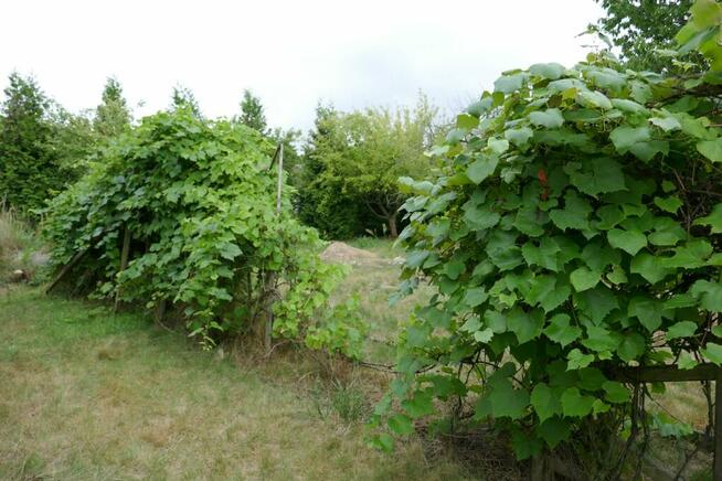 Działka rekreacyjne ROD ,,Malwa