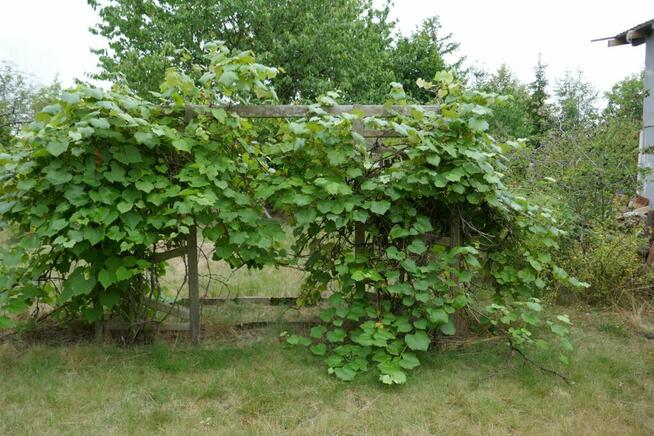 Działka rekreacyjne ROD ,,Malwa