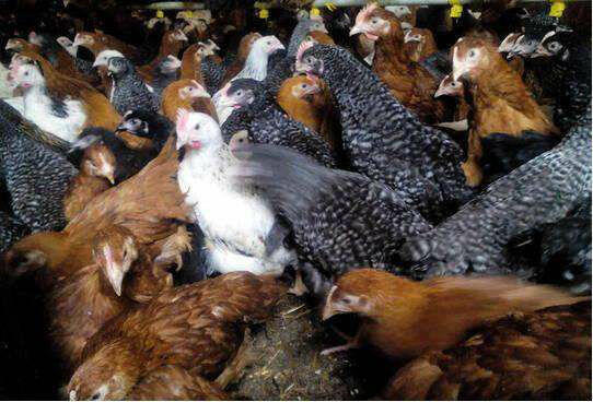 Młode kury nioski sprzedam