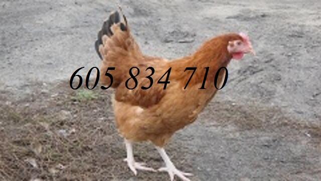 Kury nioski młode + Gratis