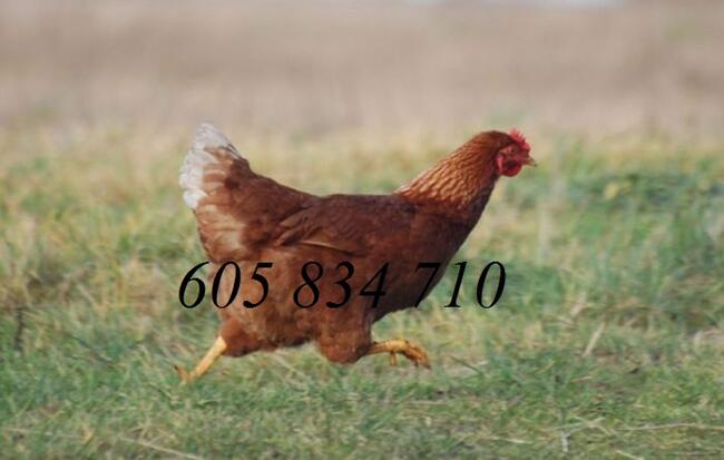 Kury nioski młode + Gratis