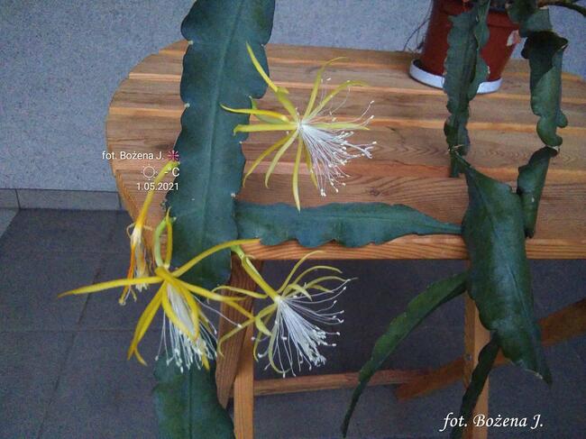 EPIPHYLLUM - egzotyczne- epifilum- kaktus,