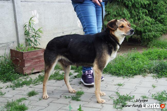 Wyspa - spokojna sunia