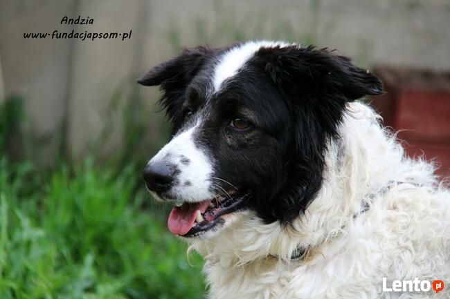Andzia - milutka psinka