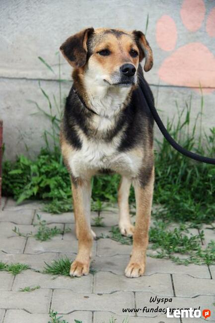 Wyspa - spokojna sunia