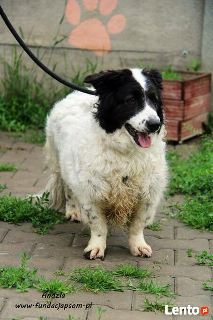 Andzia - milutka psinka