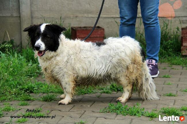 Andzia - milutka psinka