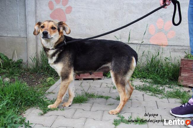 Wyspa - spokojna sunia