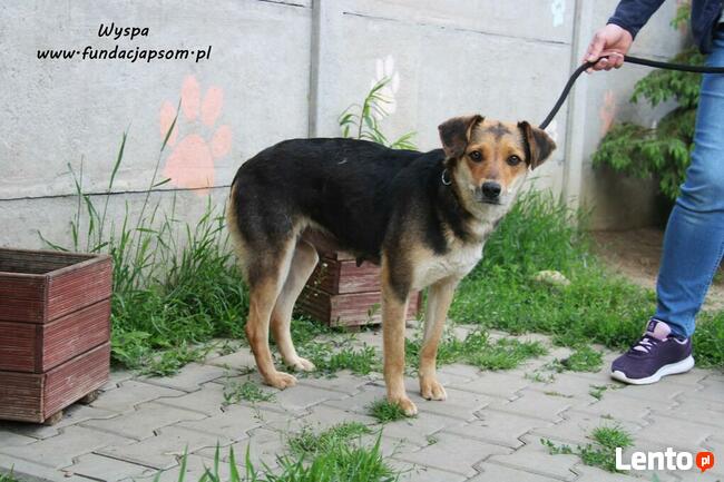 Wyspa - spokojna sunia