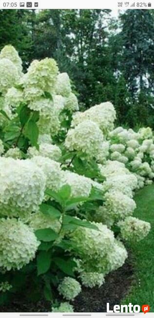 Ogrodnictwo od A do Z .