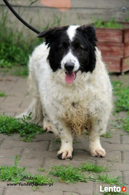 Andzia - milutka psinka