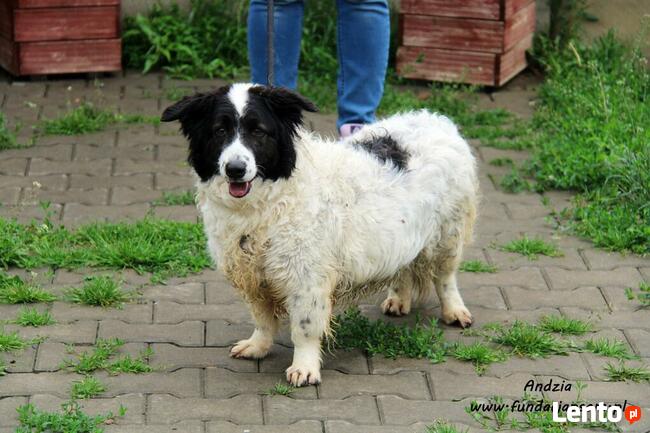Andzia - milutka psinka