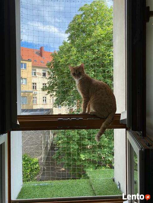 Siatka dla KOTA, siatka na balkon ZIELONA GÓRA