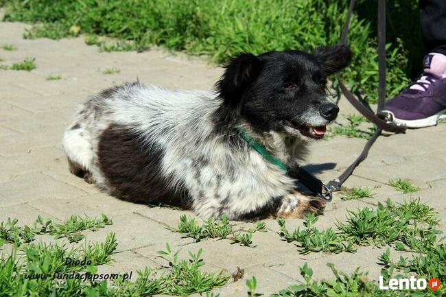 Dioda - skromna panienka