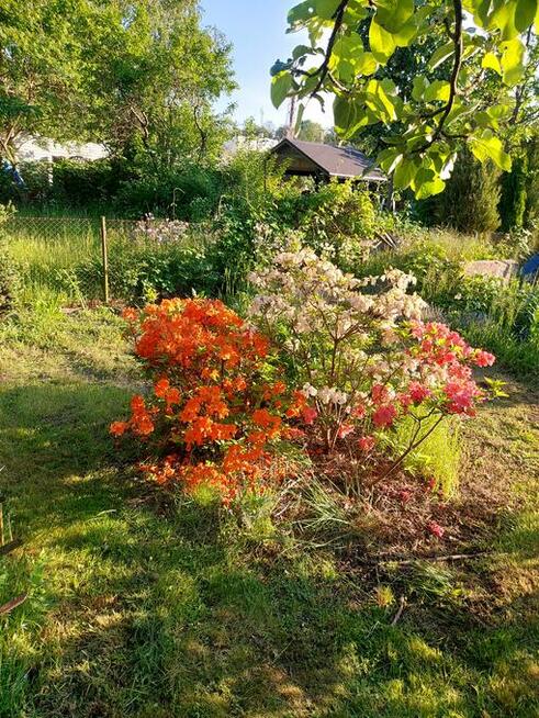 Działka ROD ogródek działkowy Rekreacyjne działki z domkiem