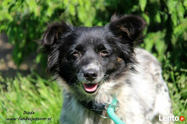 Dioda - skromna panienka