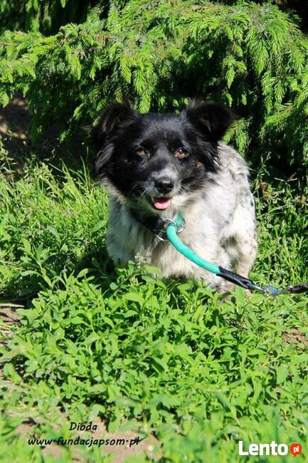 Dioda - skromna panienka