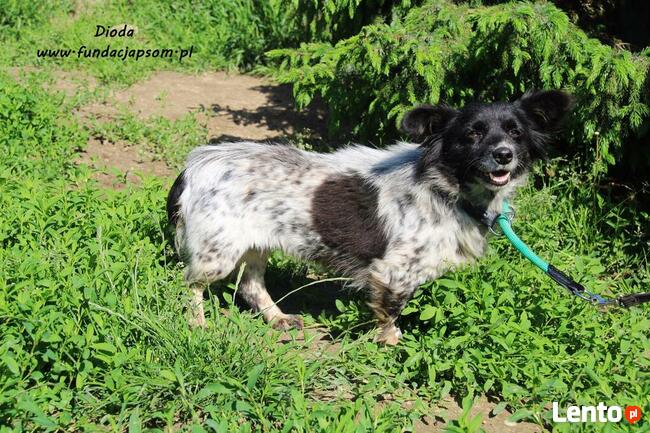 Dioda - skromna panienka