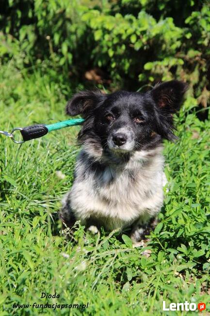 Dioda - skromna panienka