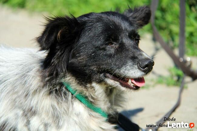 Dioda - skromna panienka