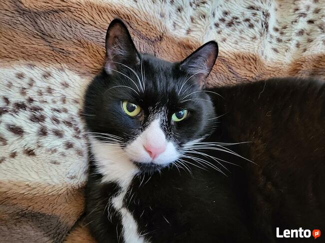 Zaginął Kotek Proszę o Pomoc