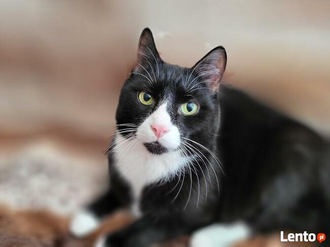 Zaginął Kotek Proszę o Pomoc