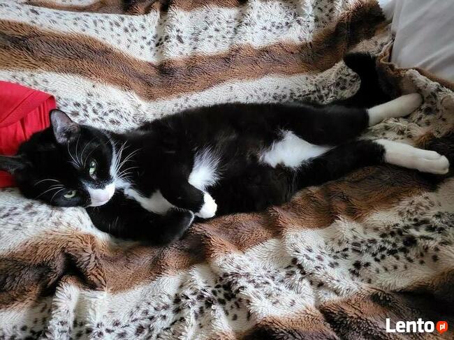 Zaginął Kotek Proszę o Pomoc