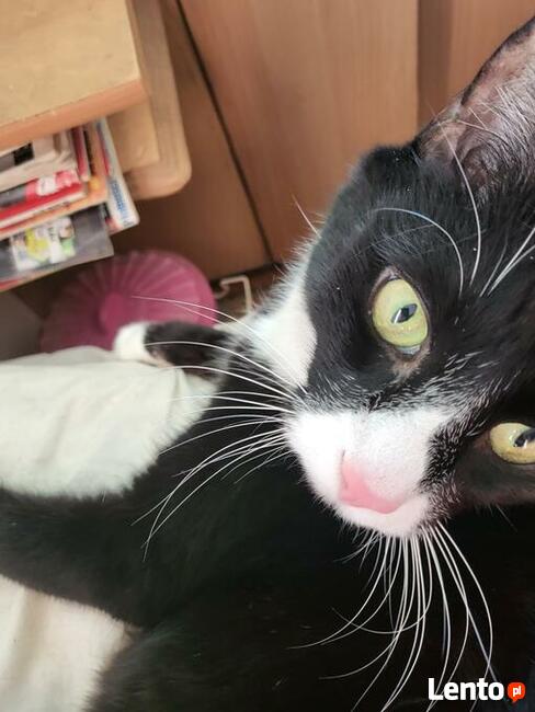 Zaginął Kotek Proszę o Pomoc