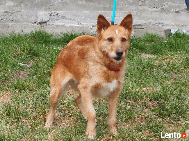 Przyjacielska sunia kochająca ludzi czeka na wymarzony domek