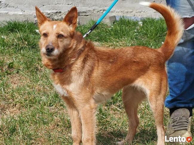 Przyjacielska sunia kochająca ludzi czeka na wymarzony domek