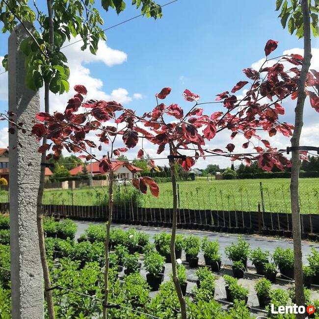 Hortensje Bukietowe Premium