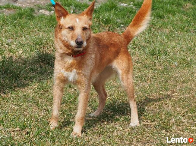 Przyjacielska sunia kochająca ludzi czeka na wymarzony domek