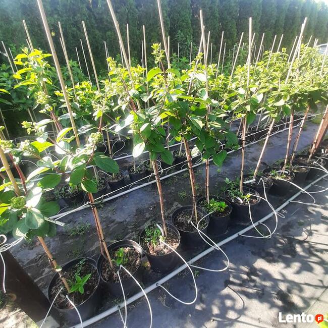 Hortensje Bukietowe Premium