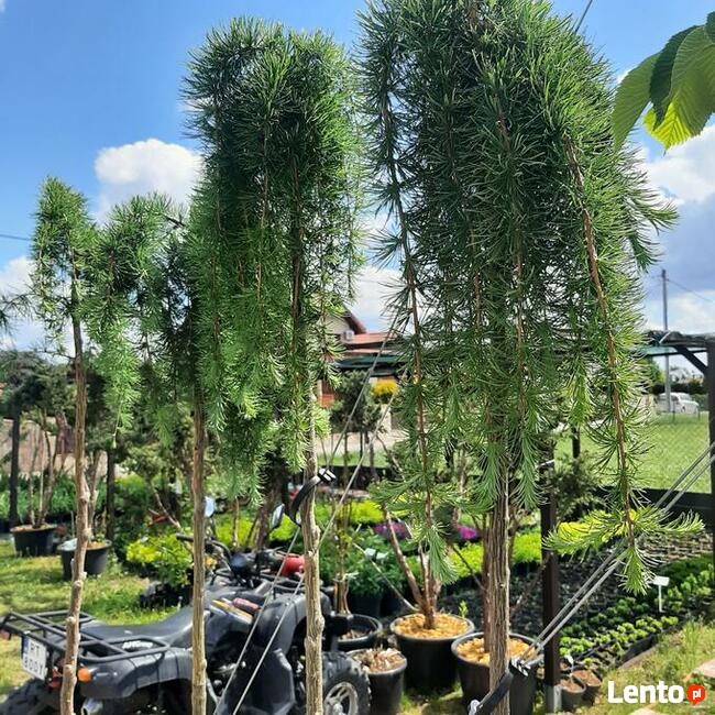 Hortensje Bukietowe Premium