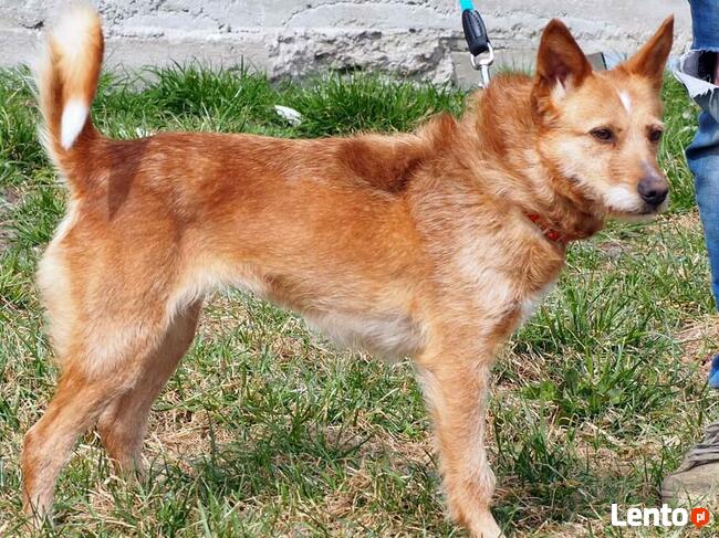 Przyjacielska sunia kochająca ludzi czeka na wymarzony domek