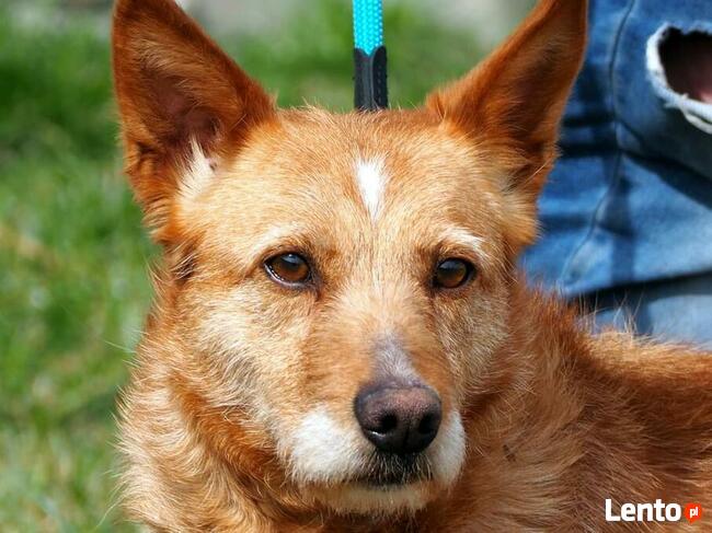 Przyjacielska sunia kochająca ludzi czeka na wymarzony domek