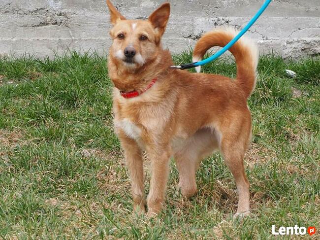 Przyjacielska sunia kochająca ludzi czeka na wymarzony domek